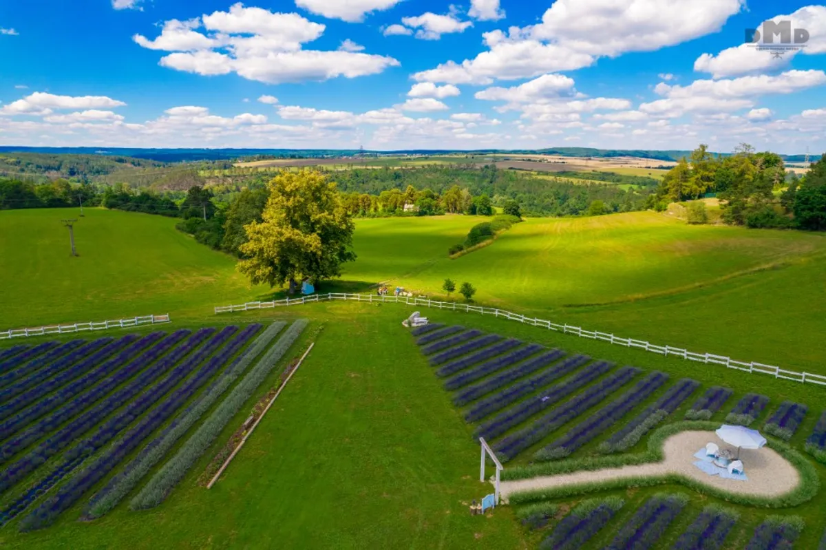 Fotografie z levandulové farmy Královská levandule (5/9)