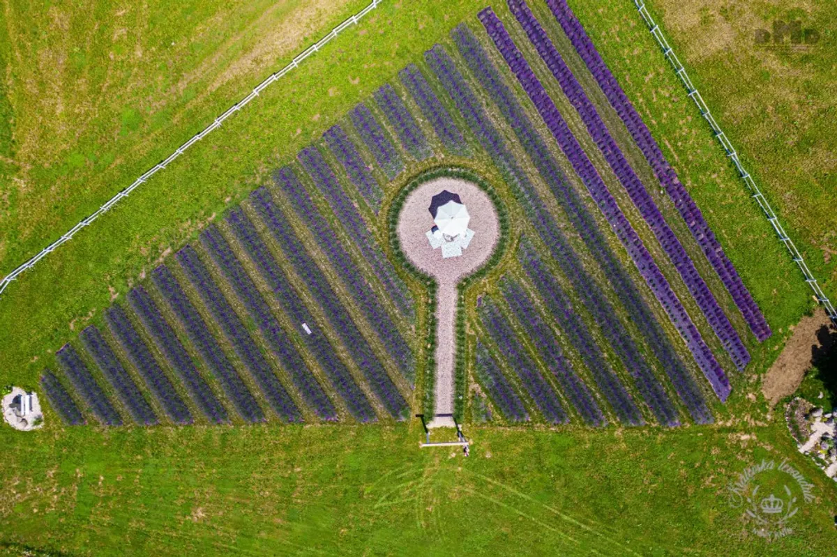Fotografie z levandulové farmy Královská levandule (9/9)