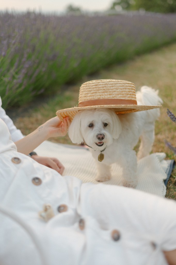 Fotografie z levandulové farmy Královská levandule (11/31)